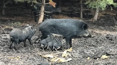 На Полтавщині почали підгодовувати диких тварин: чим саме і для чого