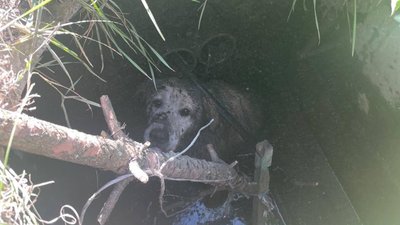 В Ужгороді поліцейські врятували собаку, який впав у люк
