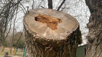 У херсонському парку більш ніж половину дерев потрібно спиляти - рішення комісії У херсонському парку більш ніж половину дерев потрібно спиляти - рішення комісії