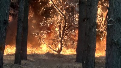 Військові РФ продовжують знищувати українські ліси. На Миколаївщині через обстріл сталася пожежа