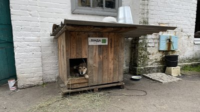 У Полтаві використовують скошену на узбіччях доріг траву використовують для утеплення будок собак У Полтаві використовують скошену на узбіччях доріг траву використовують для утеплення будок собак