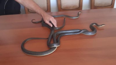 Два полози, яких зловили у Новому Роздолі Два полози, яких зловили у Новому Роздолі