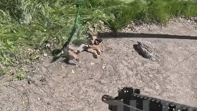 Песик заплутався в сітці