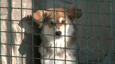У харківському притулку утеплюють собачі вуличні вольєри: просять допомоги містян
