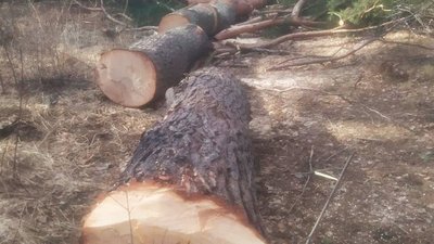 На Житомирщині в Ємільчинській громаді правоохоронці зафіксували два випадки незаконної вирубки лісу На Житомирщині в Ємільчинській громаді правоохоронці зафіксували два випадки незаконної вирубки лісу