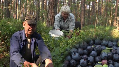 Чорниці – як спосіб заробітку: на Чернігівщині розпочався сезон лісових ягід