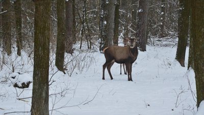 Хутрових і парнокопитних звірів лісівники рахують взимку. Хутрових і парнокопитних звірів лісівники рахують взимку.