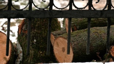 У Рівному на кладовищі Грабник зрізали вікові дерева У Рівному на кладовищі Грабник зрізали вікові дерева
