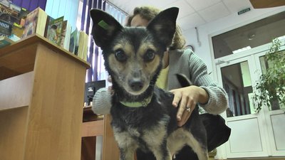 "З Ласкою в серці": в луцькій бібліотеці школярі знайомилися з безпритульними тваринами