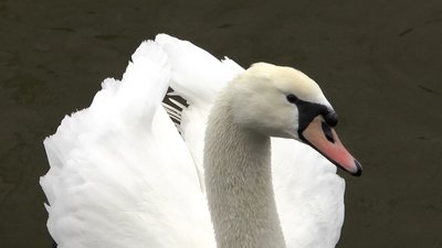 У заводі річки Південний Буг оселились декілька лебедів