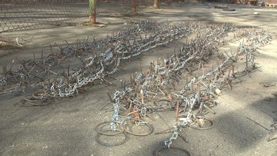 Їжаки у Вінниці Їжаки у Вінниці