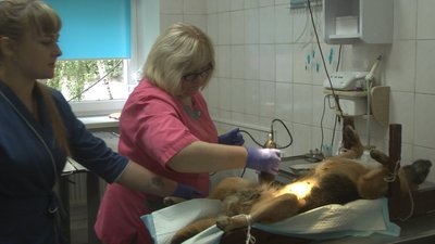 Собаку готують до стерилізації Собаку готують до стерилізації