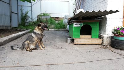 У Полтаві можна стати опікуном для безпритульних собак: для чого та що це означає У Полтаві можна стати опікуном для безпритульних собак: для чого та що це означає