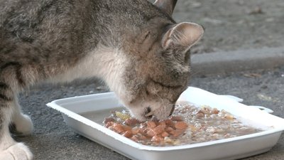 Жителька Північної Салтівки у Харкові опікується щонайменше 80 котами