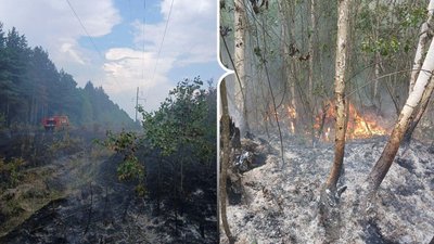 Наслідки лісової пожежі на Рівненщині