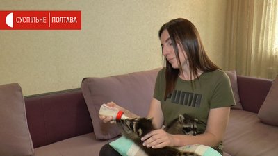 Тетяна Куліш годує маленьких єнотів