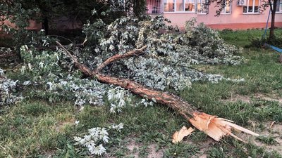 В Ужгороді біля будинків обвалилася гілка дерева. Коли там востаннє проводили огляд