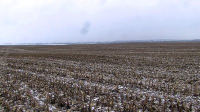 На Волині невідомі застрелили трьох диких кабанів: що кажуть лісівники та поліцейські На Волині невідомі застрелили трьох диких кабанів: що кажуть лісівники та поліцейські