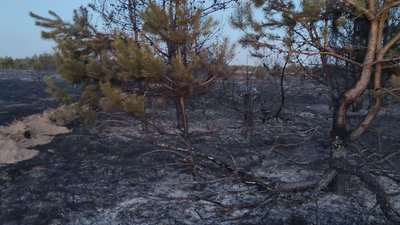 На Волині затримали палія, через якого згоріло 10 гектарів