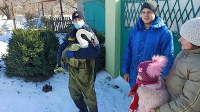 У Покрові надзвичайники врятували знесиленого лебедя У Покрові надзвичайники врятували знесиленого лебедя