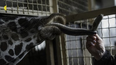 “Які в нас зараз ім’я в голові? Байрактар” — Як живе київський зоопарк в умовах війни “Які в нас зараз ім’я в голові? Байрактар” — Як живе київський зоопарк в умовах війни