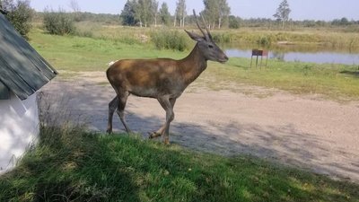 "Купається в ставку, гуляє та вертається": на Рівненщині мисливці виходили самотнє оленятко "Купається в ставку, гуляє та вертається": на Рівненщині мисливці виходили самотнє оленятко