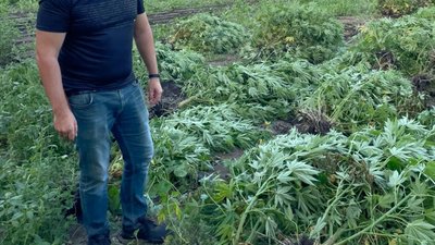 На Дніпропетровщині виявили плантацію конопель вартістю понад 3 млн грн На Дніпропетровщині виявили плантацію конопель вартістю понад 3 млн грн