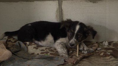 У Херсоні волонтери організували "Службу порятунку тварин". СУСПІЛЬНЕ | ВІДЕОНОВИНИ