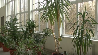 У Херсоні в одному із зимових садів тропічні рослини зимують без опалення У Херсоні в одному із зимових садів тропічні рослини зимують без опалення