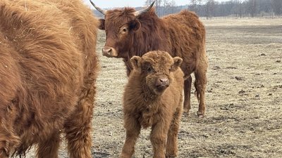 В екопарку біля Полтави народилися телята шотландської корови В екопарку біля Полтави народилися телята шотландської корови