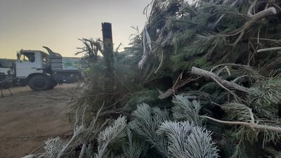 У Харкові збирають і дроблять новорічні ялинки для обігріву підприємств та утеплення рослин У Харкові збирають і дроблять новорічні ялинки для обігріву підприємств та утеплення рослин