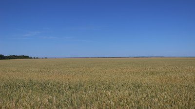 Площу під зернові зменшать, а під технічні культури збільшать: як триває підготовка посівної кампанії на Вінниччині