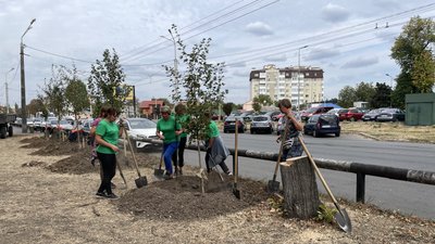 На місці зрубаних лип саджають клени На місці зрубаних лип саджають клени