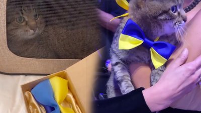 Кіт Степан з Харкова отримав відзнаку для блогерів у Каннах