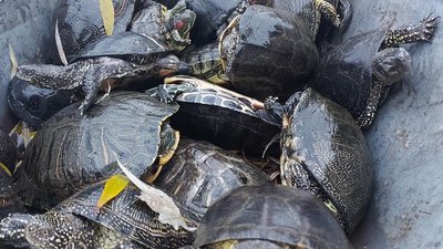 Черепахи, яких виловили з озера Черепахи, яких виловили з озера