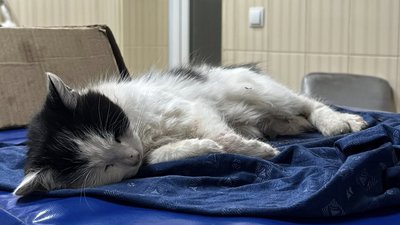 До ветеринарів у Харкові привезли кішку з котеням, в яких діагностували отруєння