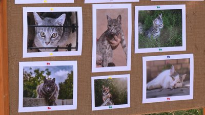 "Дати шанс на нормальне життя": у Рівному зоозахисники створили фотовиставку безпритульних тварин "Дати шанс на нормальне життя": у Рівному зоозахисники створили фотовиставку безпритульних тварин