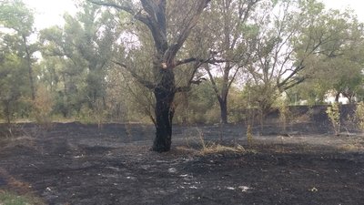 Пожежа у кропивницькому парку Космонавтів: горить трава