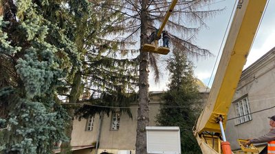 На Театральному майдані Луцька зрізають хворі дерева На Театральному майдані Луцька зрізають хворі дерева