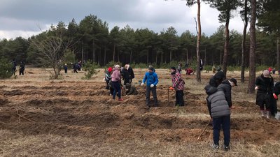 Новому лісу бути. У Миколаєві жителі мікрорайону висадили 2000 саджанців сосни
