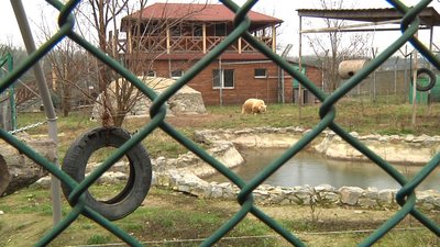 Під Житомиром вийшли зі сплячки чотири ведмеді Під Житомиром вийшли зі сплячки чотири ведмеді