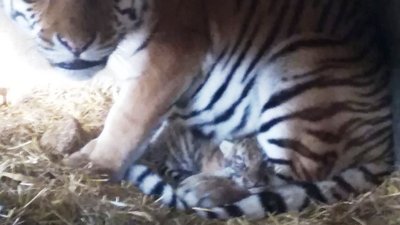 В Одеському зоопарку народилось тигреня