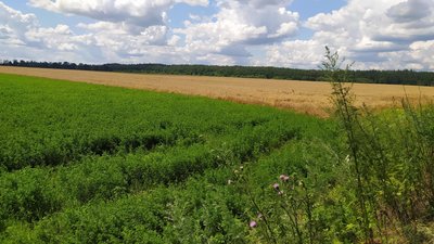 Поле на Харківщині Поле на Харківщині