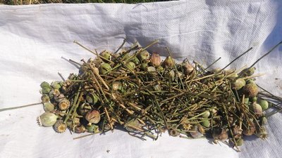 На Вінниччині чоловік вирощував наркотичні засоби На Вінниччині чоловік вирощував наркотичні засоби