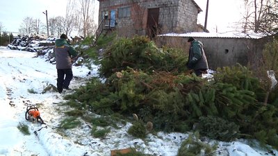 У Житомирі новорічні ялинки та сосни підуть на добриво У Житомирі новорічні ялинки та сосни підуть на добриво