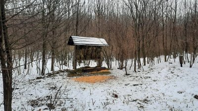 В мисливських угіддях на Кіровоградщині підгодовують диких тварин В мисливських угіддях на Кіровоградщині підгодовують диких тварин
