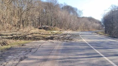 На Тернопільщині дорожники прибирають повалені вітром дерева На Тернопільщині дорожники прибирають повалені вітром дерева