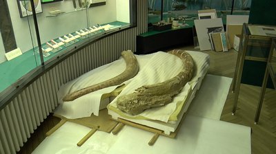 У Полтаві експонуватимуть кістки мамонта, яким 17 тисяч років