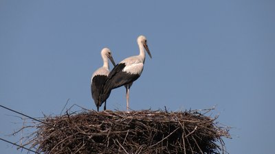 Постріляли лелек Постріляли лелек