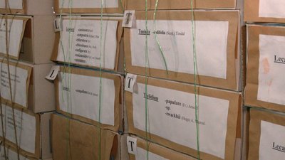 У Прикарпатський національний університет перевезли один з найбільших в Україні гербаріїв У Прикарпатський національний університет перевезли один з найбільших в Україні гербаріїв